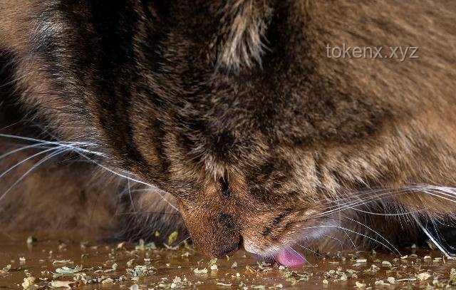 断眉找到了属于自己的猫薄荷：全面指南